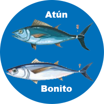 atun vs bonito